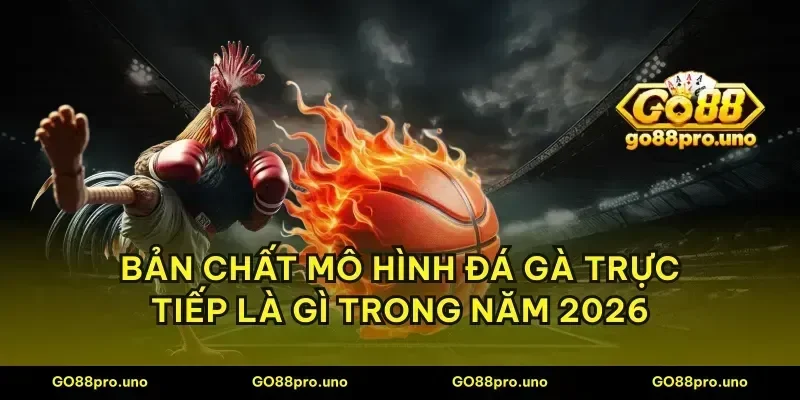 Bản chất mô hình đá gà trực tiếp là gì trong năm 2026